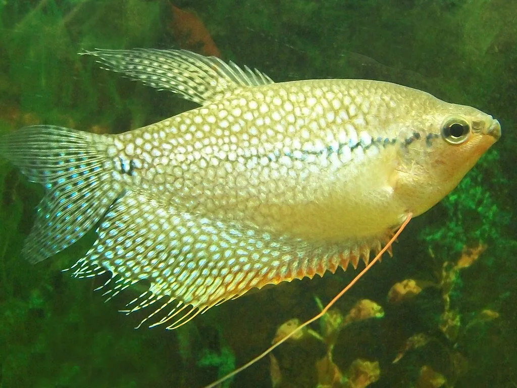 pearl gourami