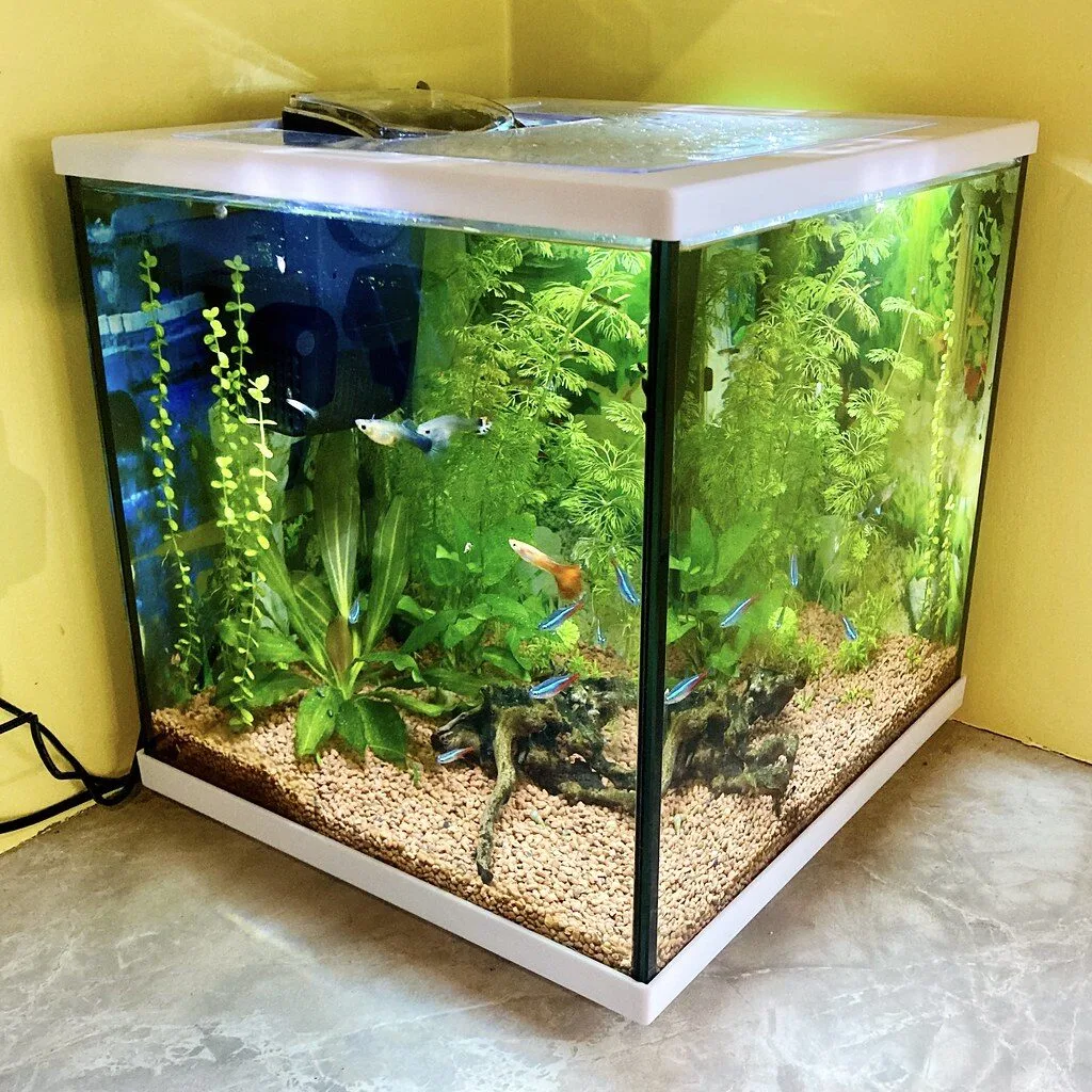 Aqua Cube Aquarium
