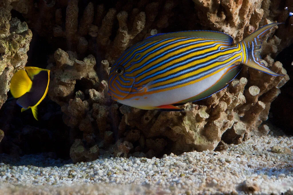 Clown Tang (Acanthurus lineatus)