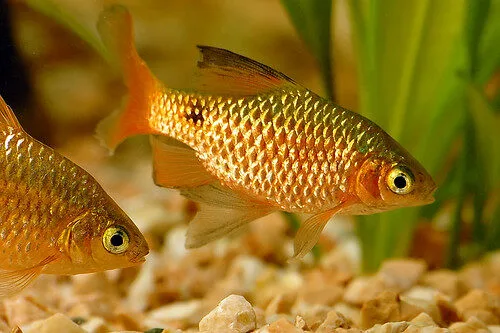 Rosy Barb