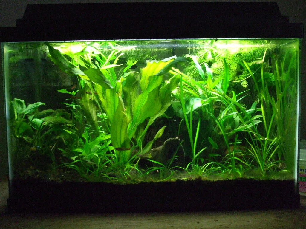 The Benefits of Live Plants vs Artificial Plants in Aquariums