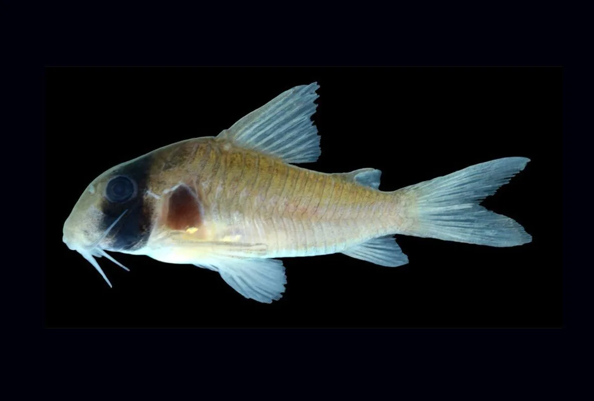 Corydoras griseus Armbruster
