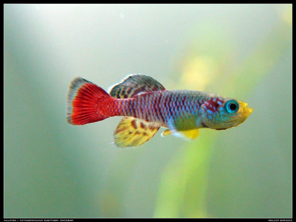 Nothobranchius guentheri ‘zanzibar’