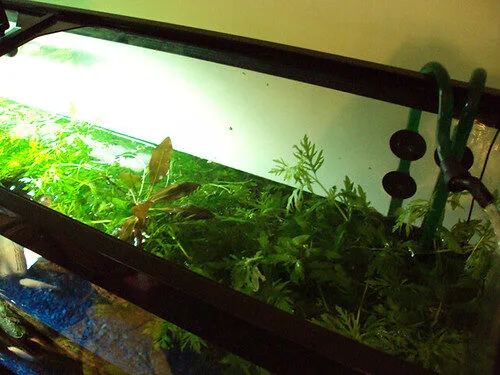 Aquarium Maintenance