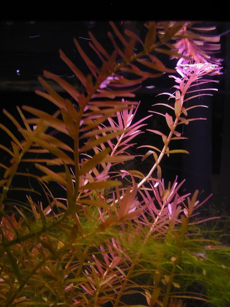 Rotala Red