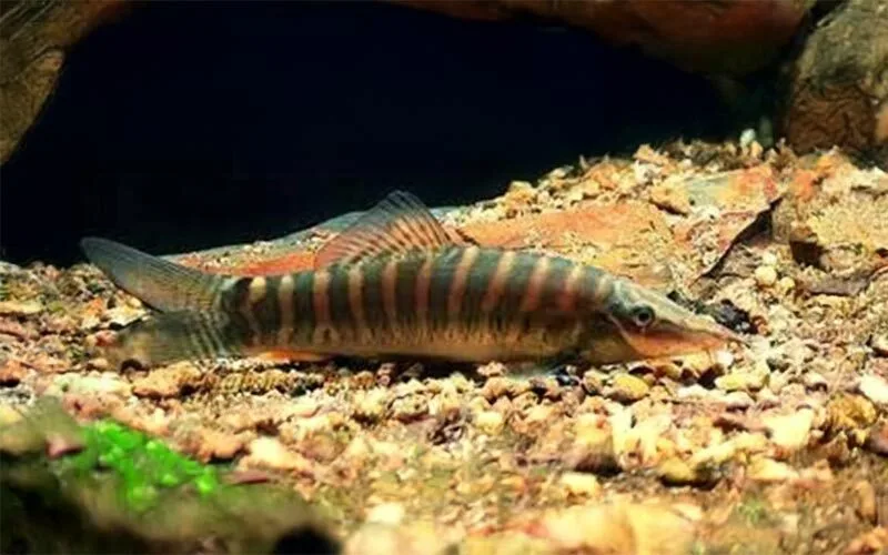 Lesser Katy Loach (Lepidocephalichthys guntea)