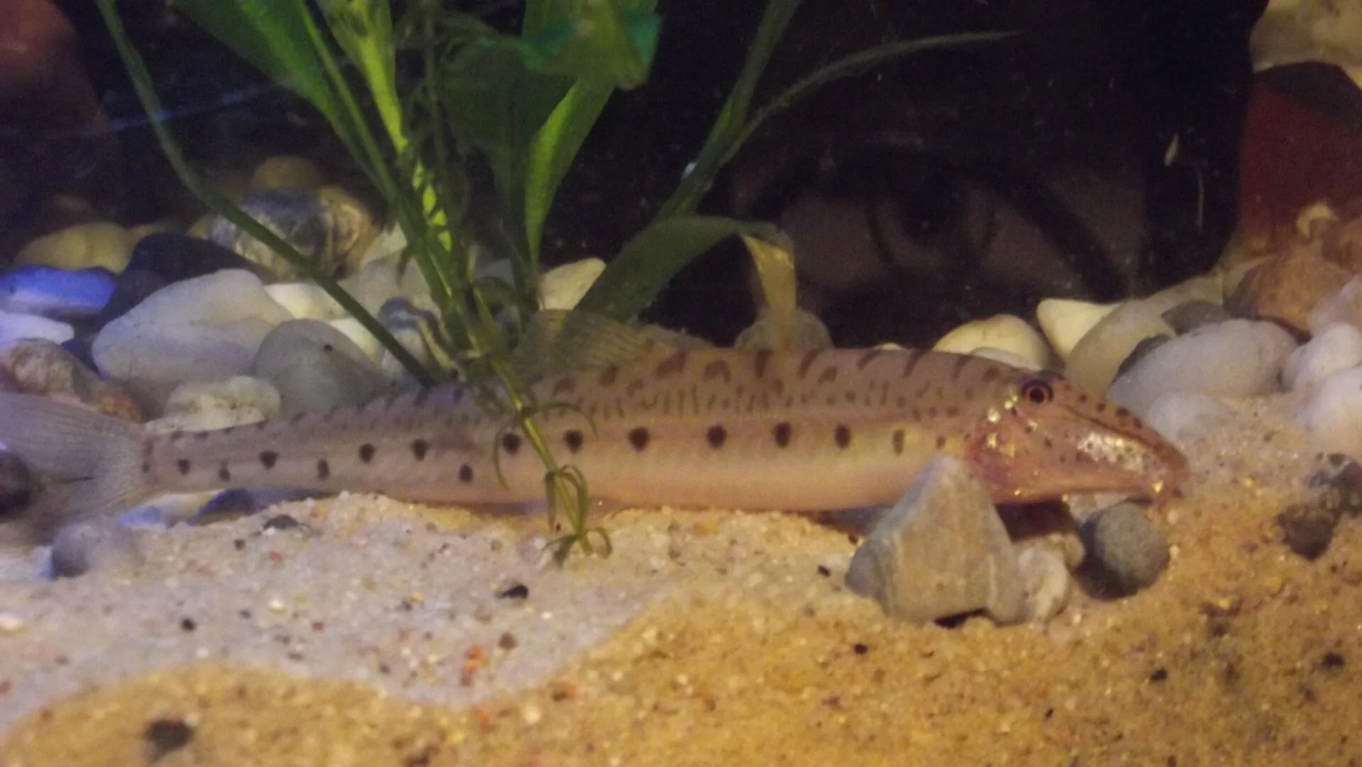 Horseface Loach (Acantopsis choirorhynchos)