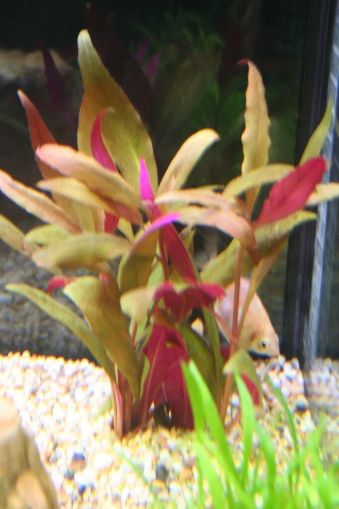 Alternanthera reineckii