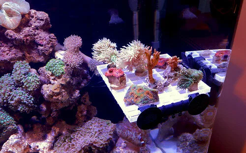 Frag - reef tank - Photographie © Stéphane Duquesne