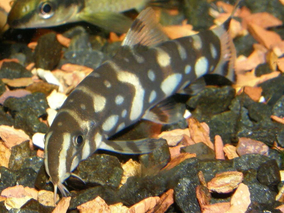 Striata Loach (Botia kubotai)