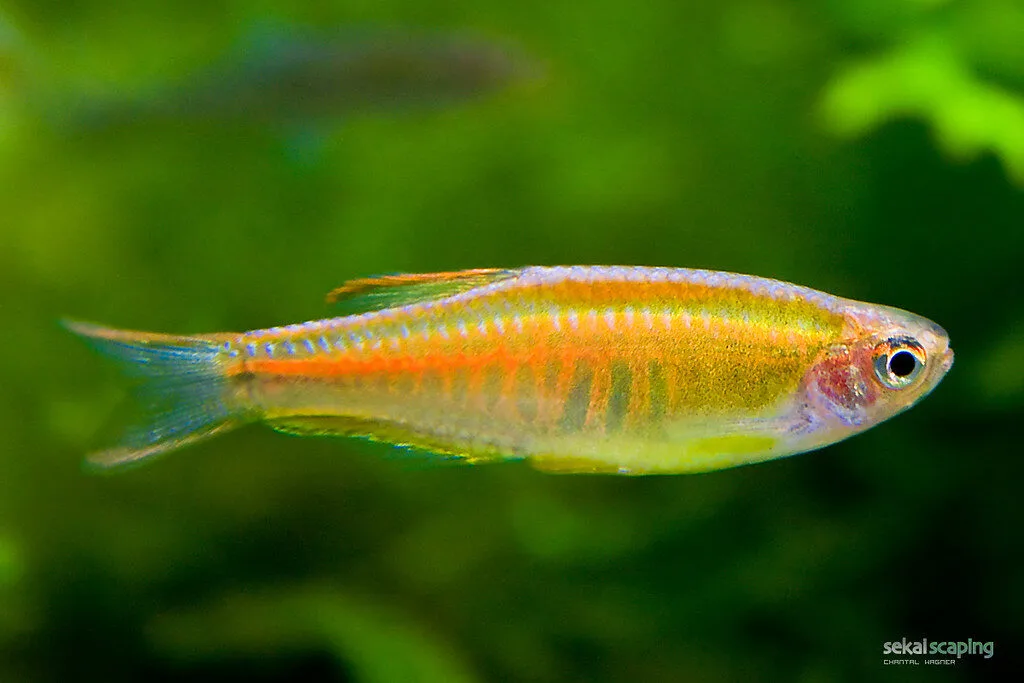 Danio choprae