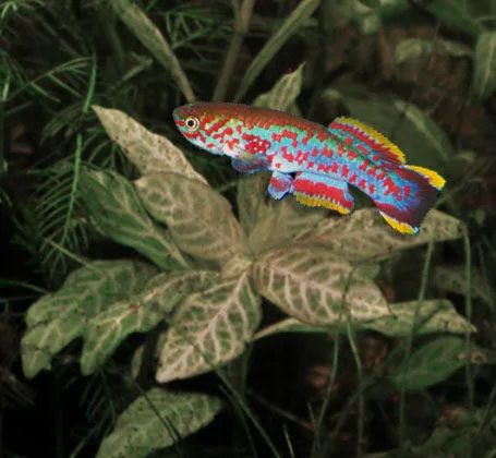 Fundulopanchax gardneri