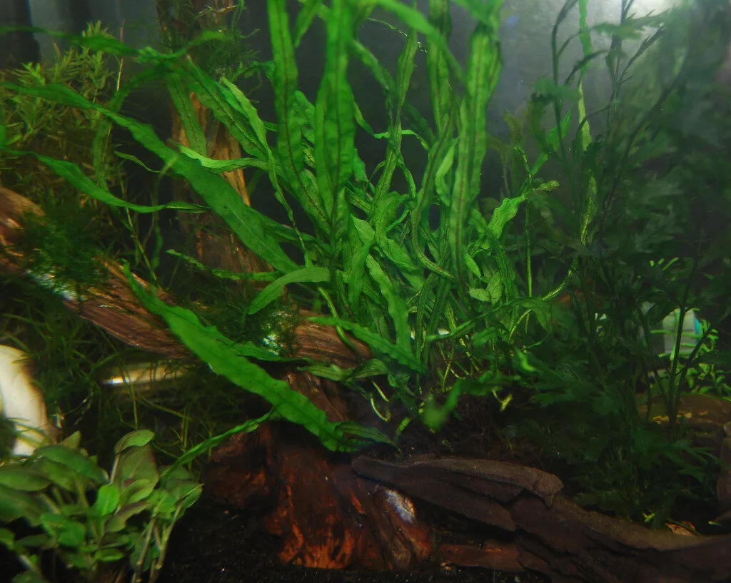 java fern