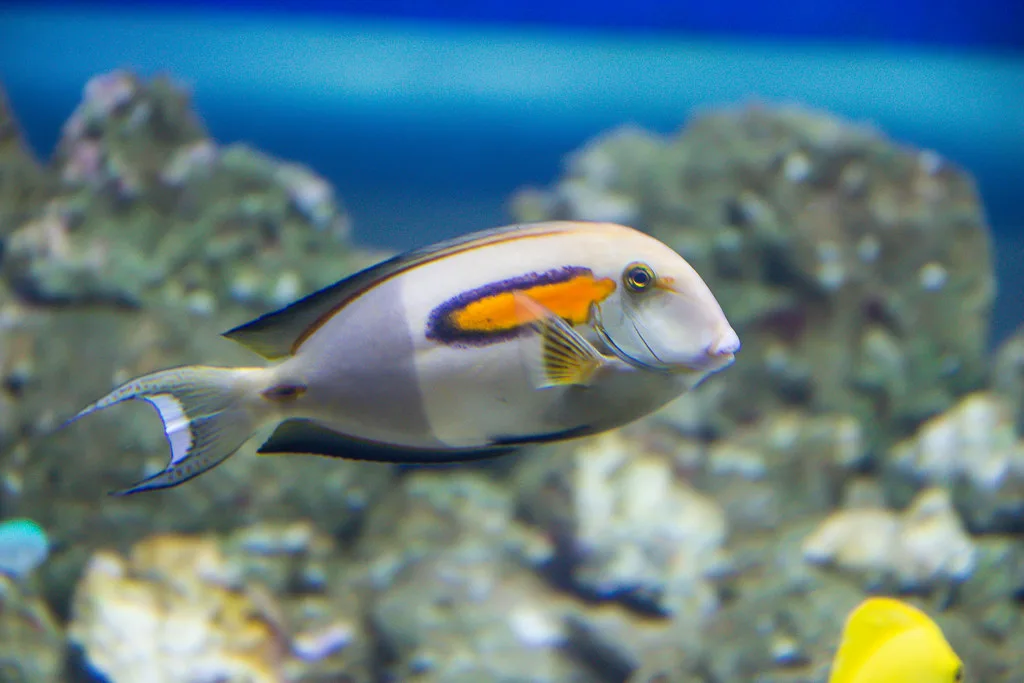 Orange Shoulder Tang