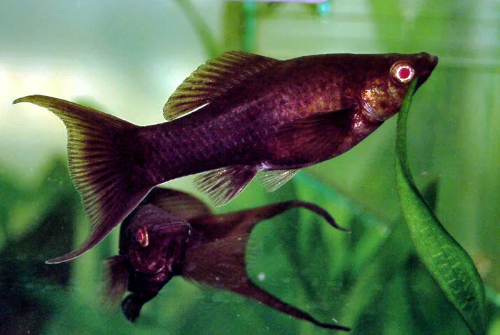 Black Molly