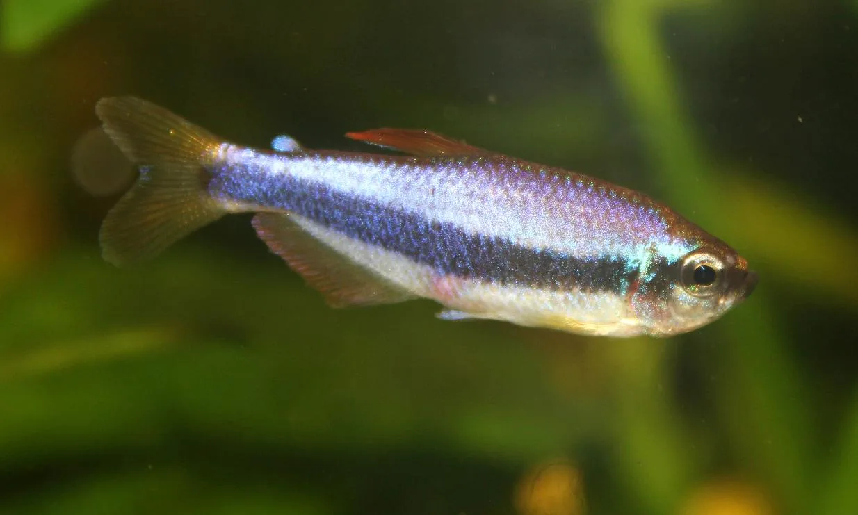 Blue Emperor Tetra in a freshwater aquarium