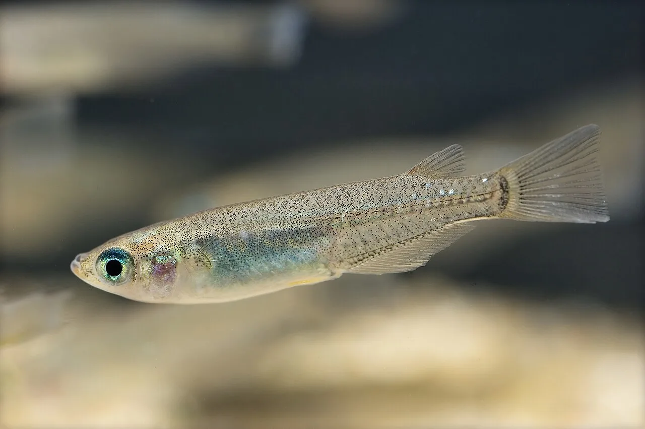 Daisy Ricefish (Oryzias woworae)