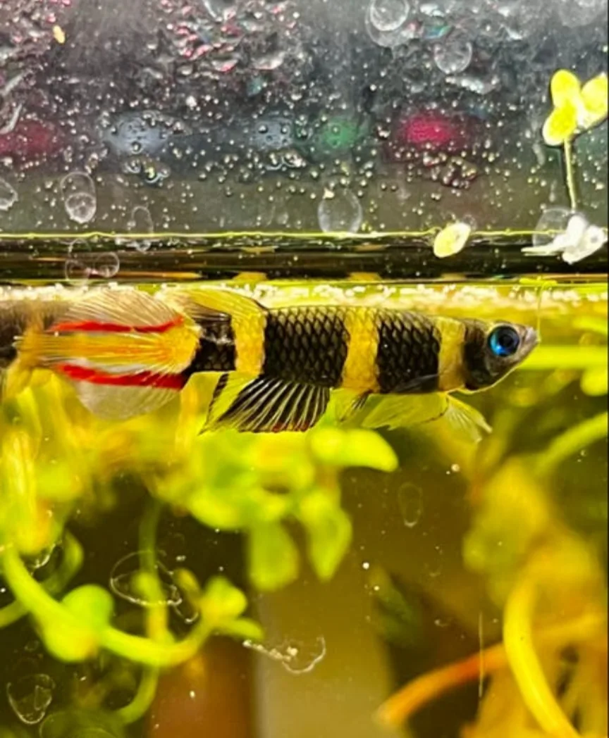 Clown Killifish (Epiplatys annulatus)