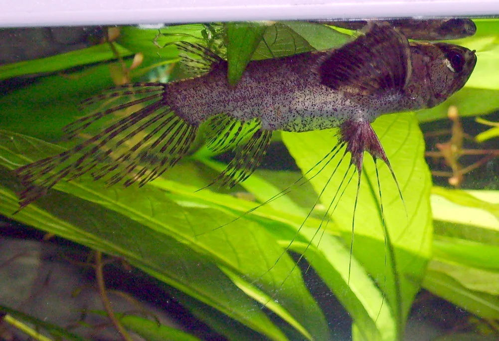 African Butterfly Fish (Pantodon buchholzi)