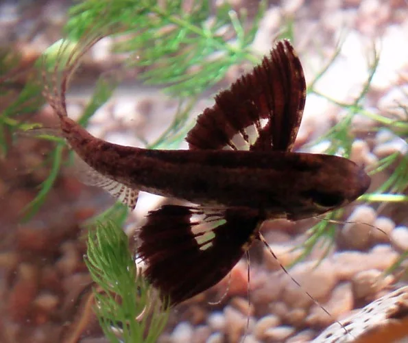 Pantodon wings