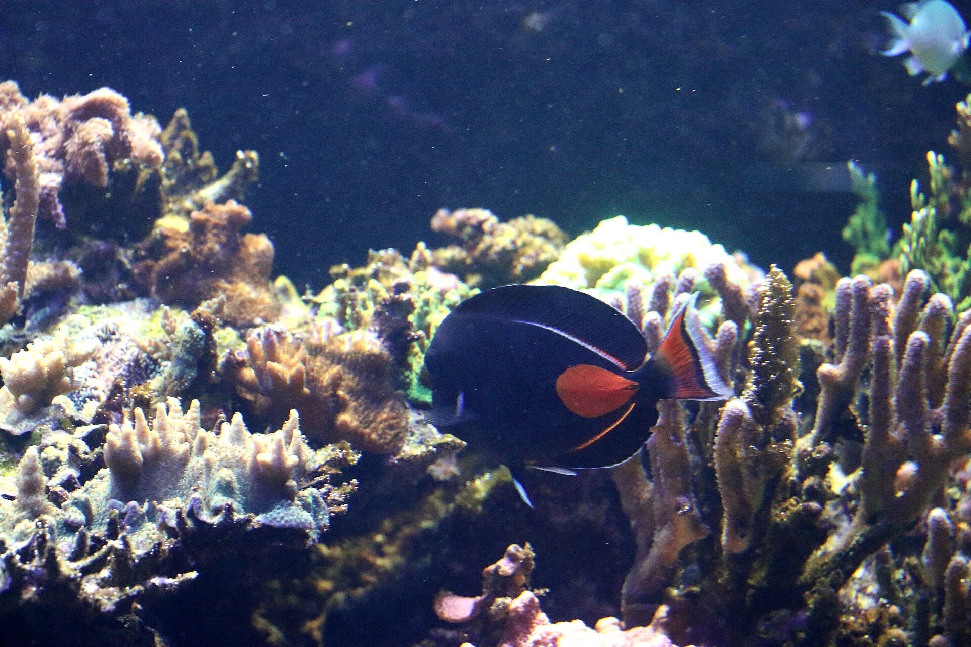 Achilles Tang on a coral reef