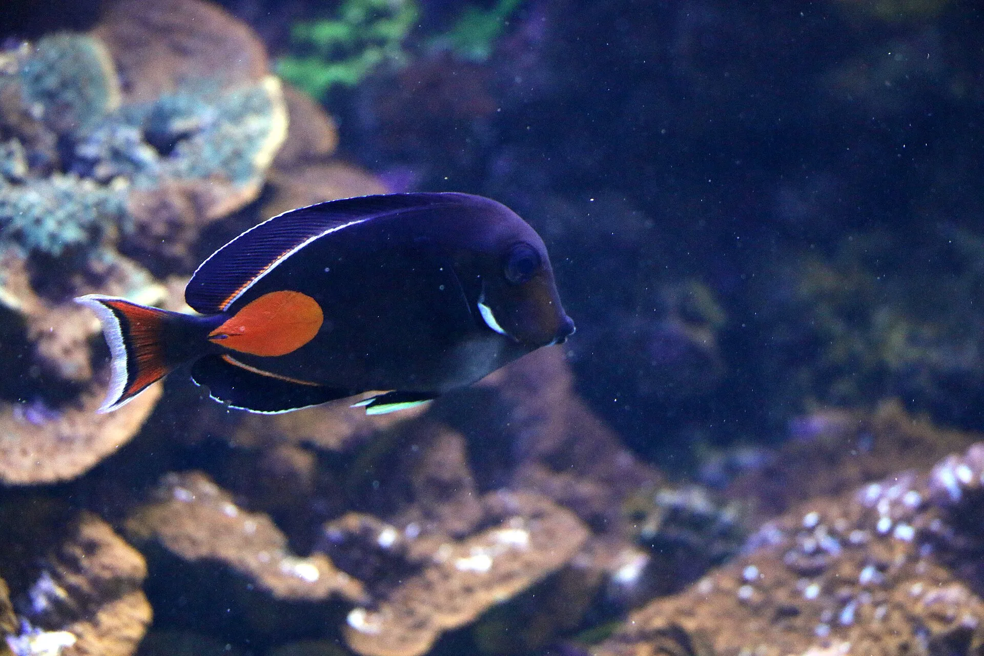 Close view of Achilles Tang (Acanthurus achilles)