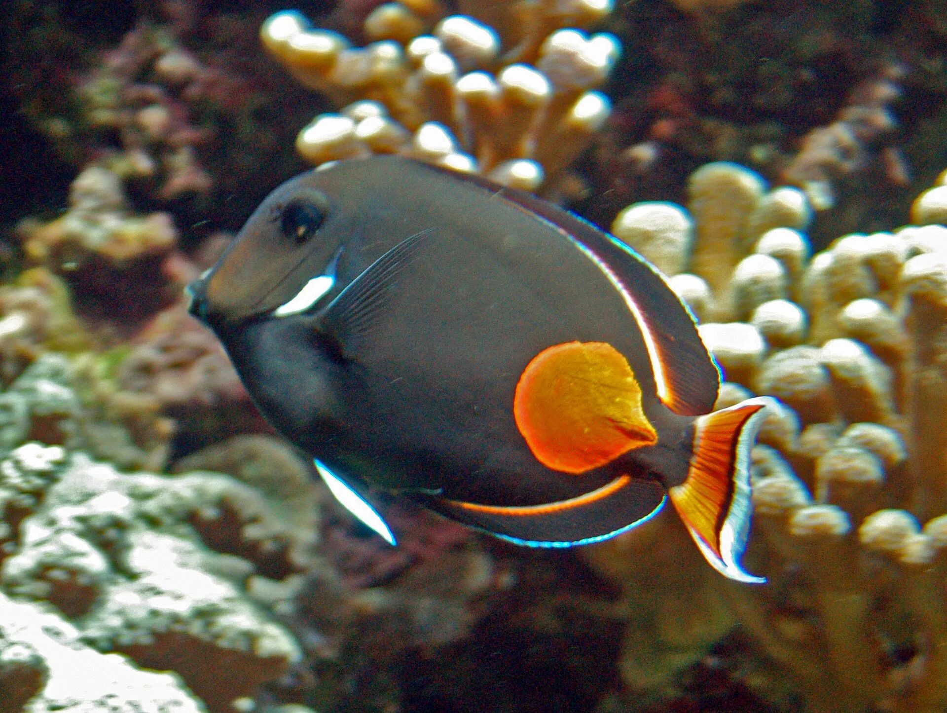 Achilles Tang showing natural colour