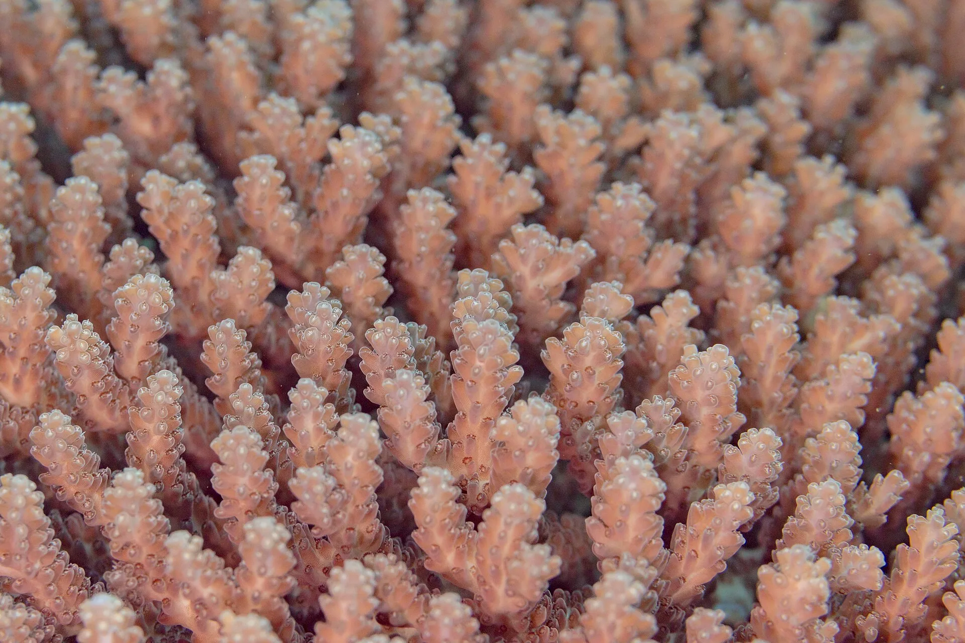 Acropora in aquarium