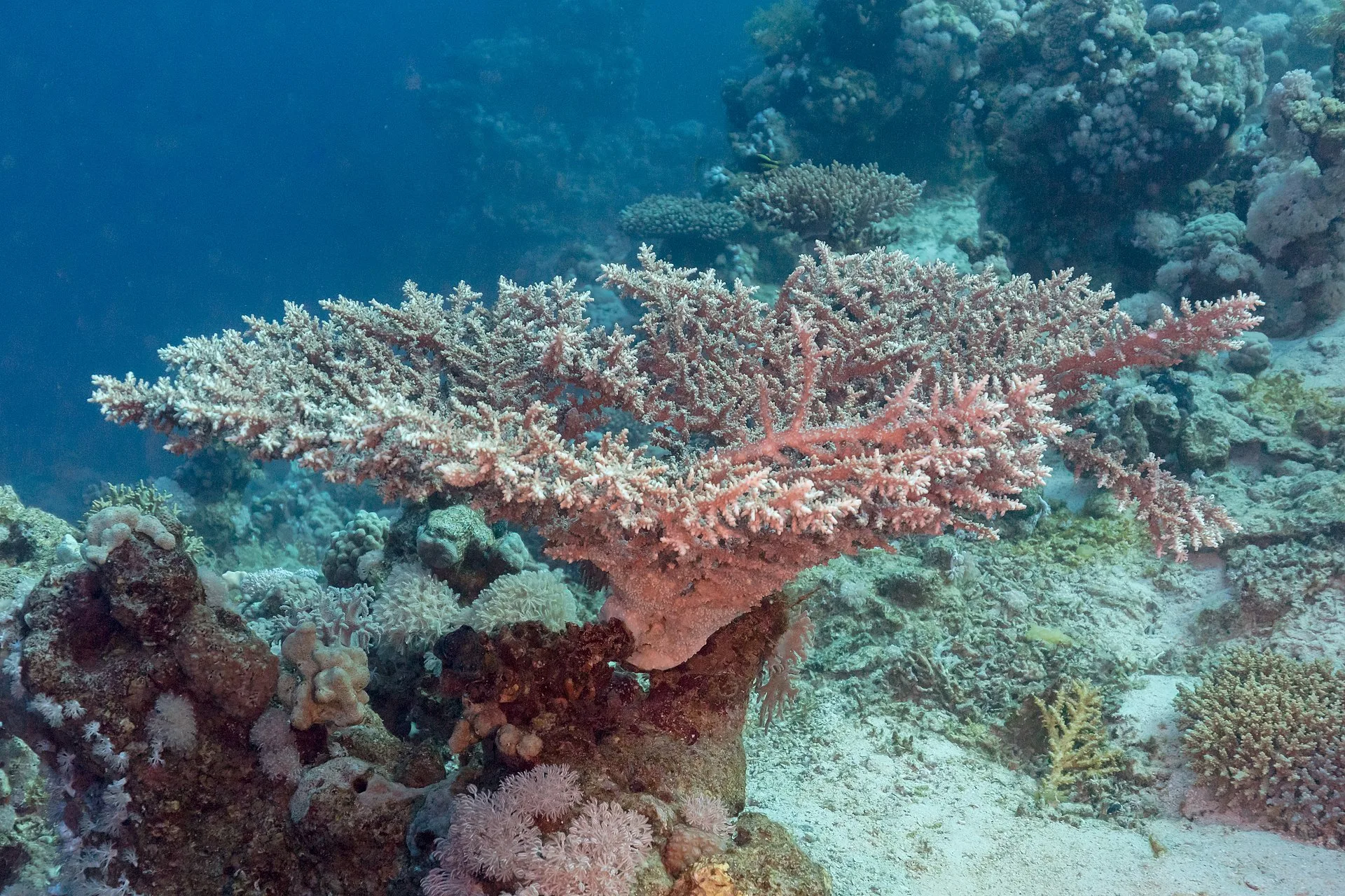 Close view of Acropora (Acropora spp.)