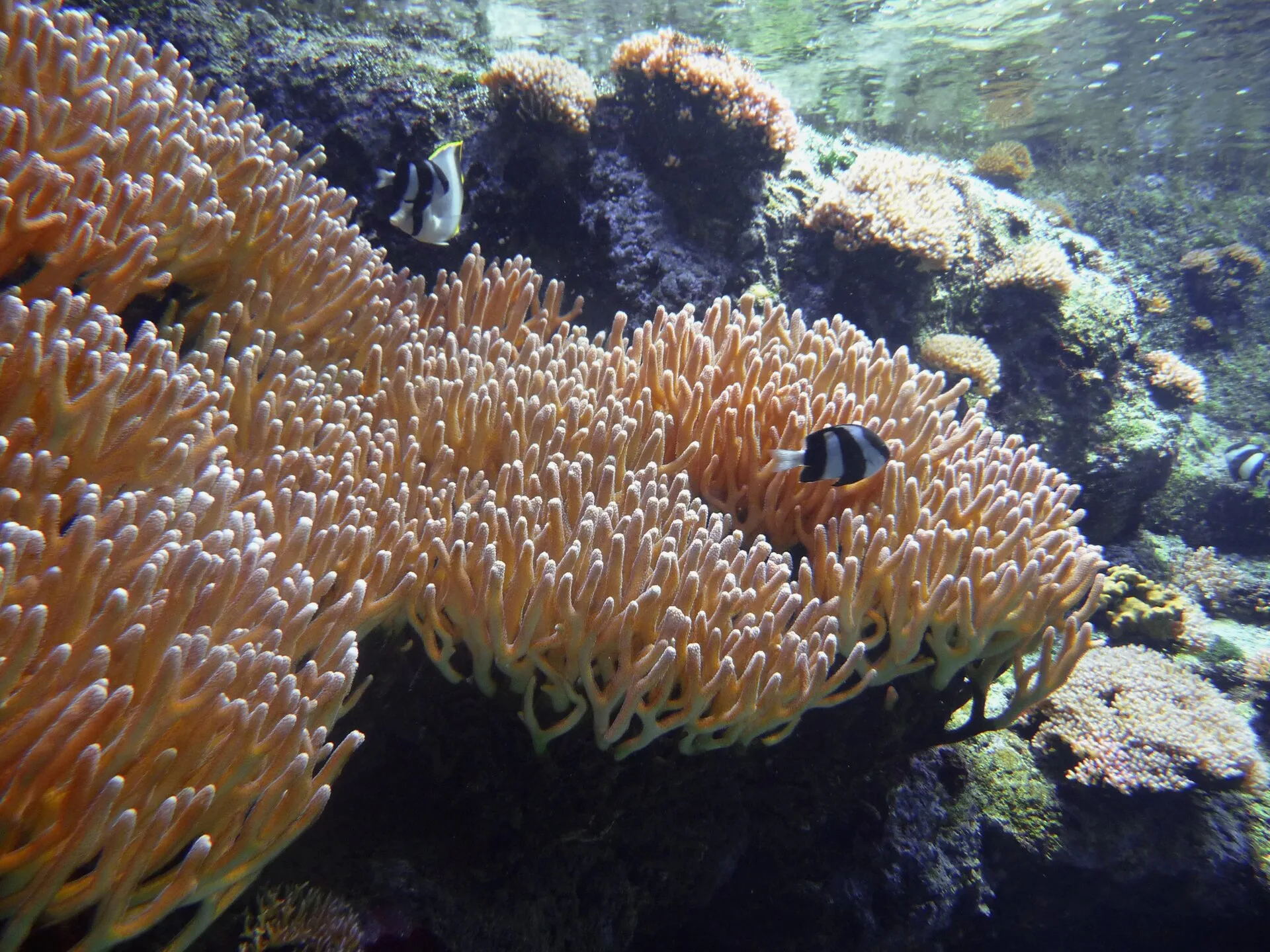 Acropora (Acropora spp.)