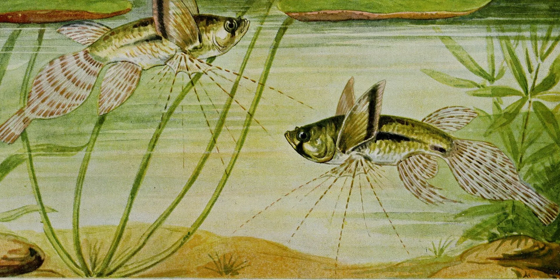 Close view of African Butterflyfish (Pantodon buchholzi)