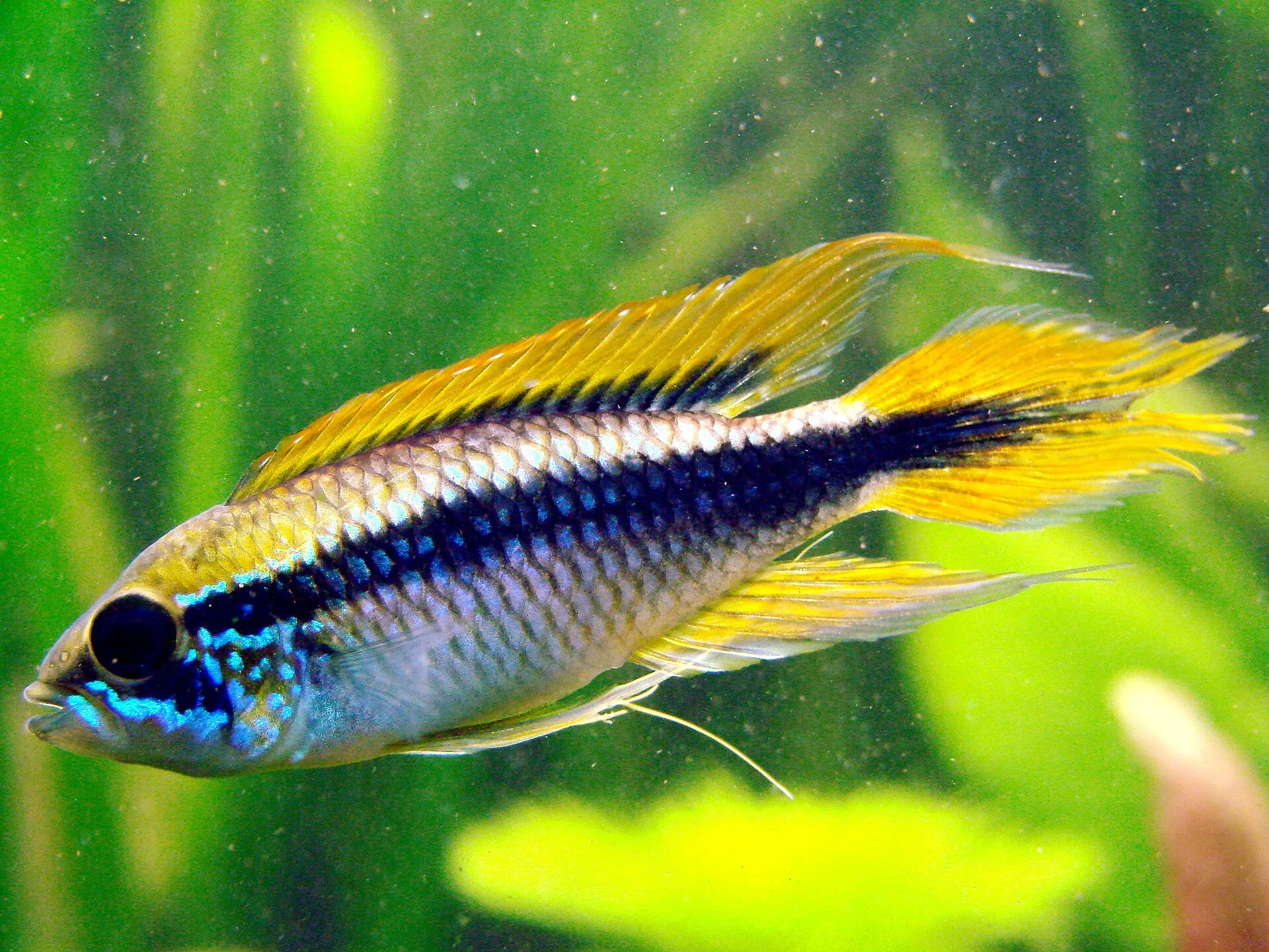 Agassiz’s Dwarf Cichlid aquarium photo