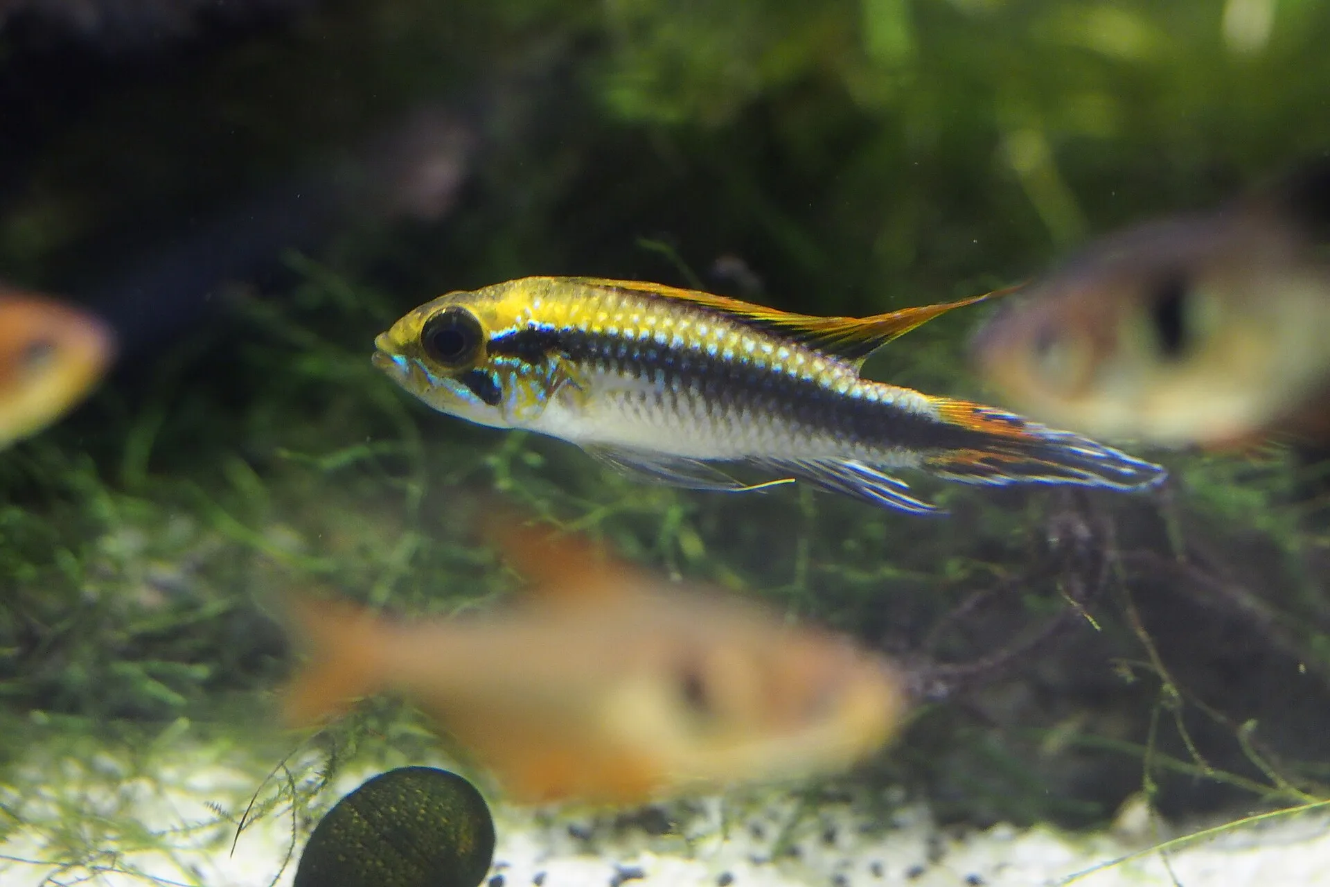 Agassiz’s Dwarf Cichlid aquarium photo