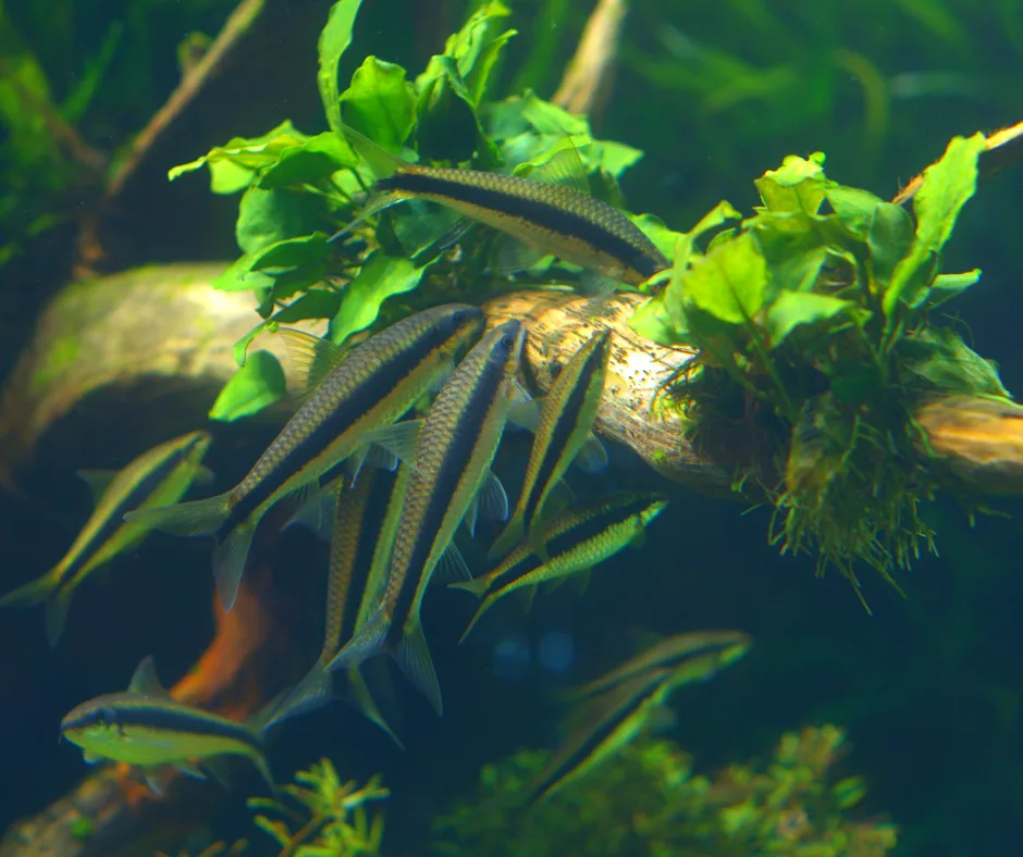 Best Algae-Eating Fish — Honest Guide