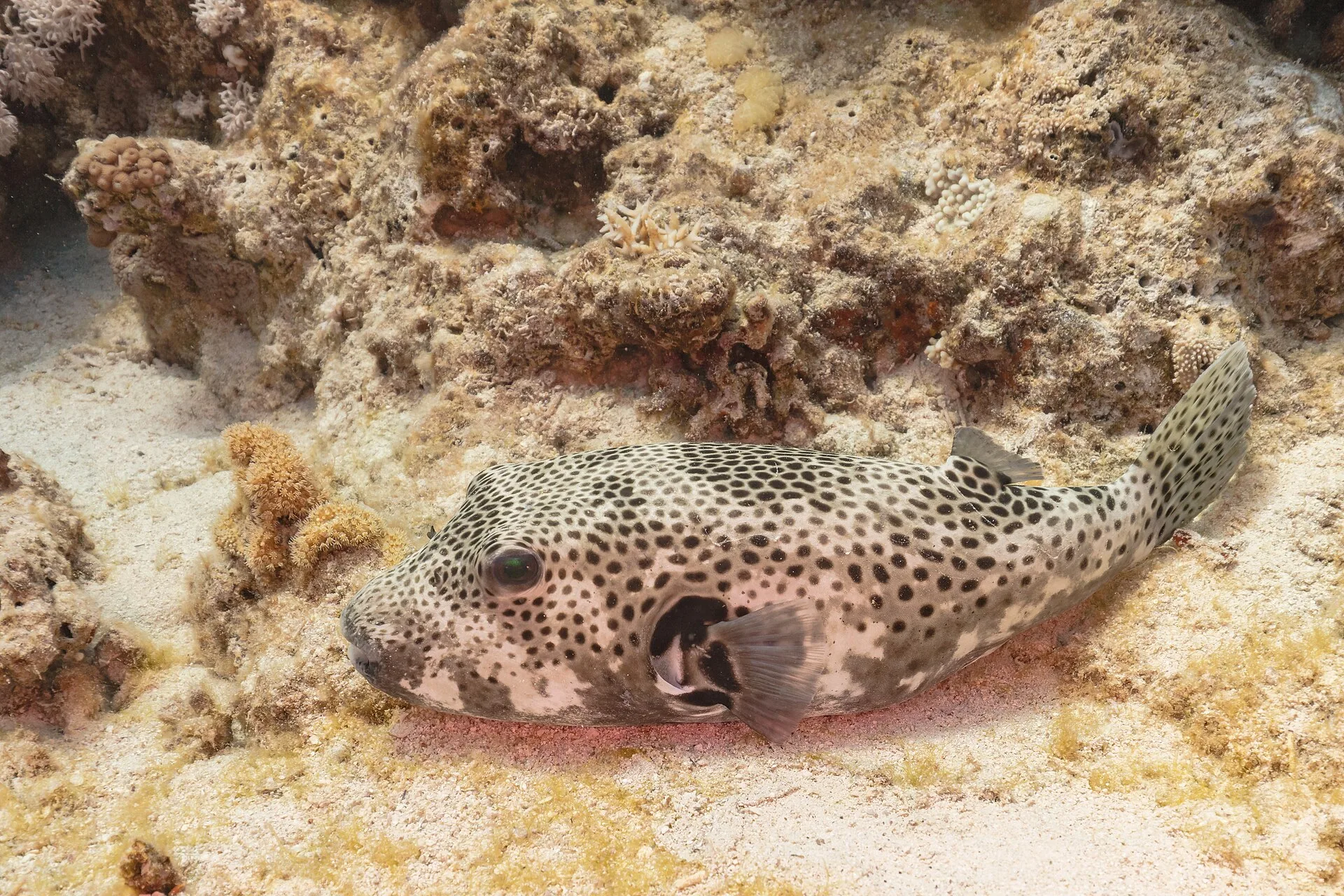 Best Algae-Eating Fish — Honest Guide