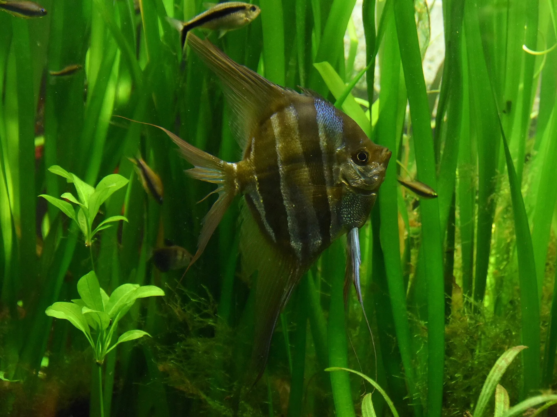 Altum Angelfish aquarium photo