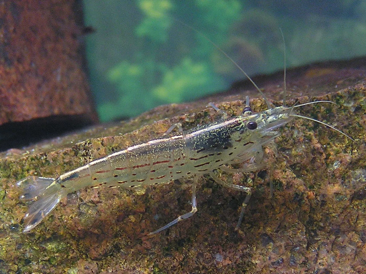 Amano Shrimp natural colour and form
