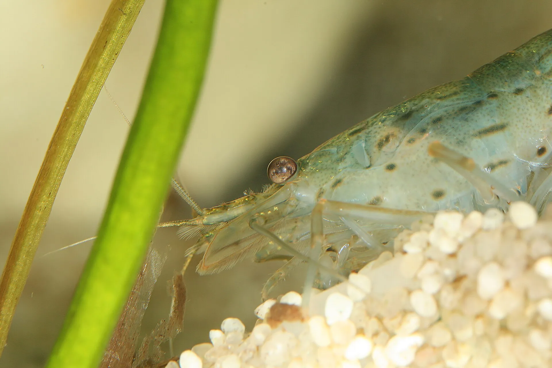 Amano Shrimp (Caridina multidentata)