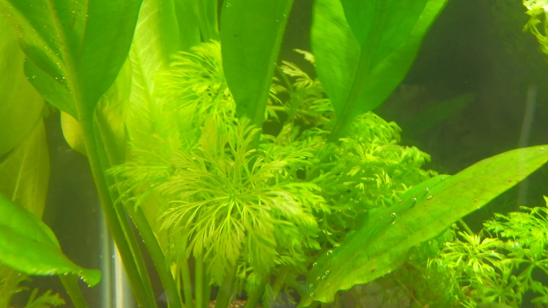 Ambulia aquarium photo