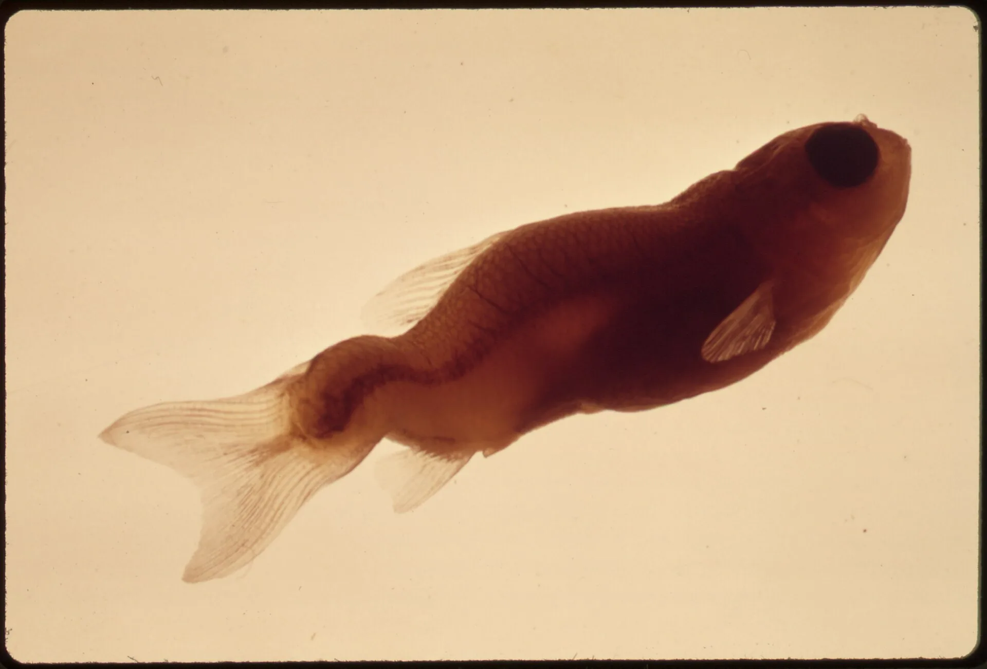 American Flagfish in aquarium