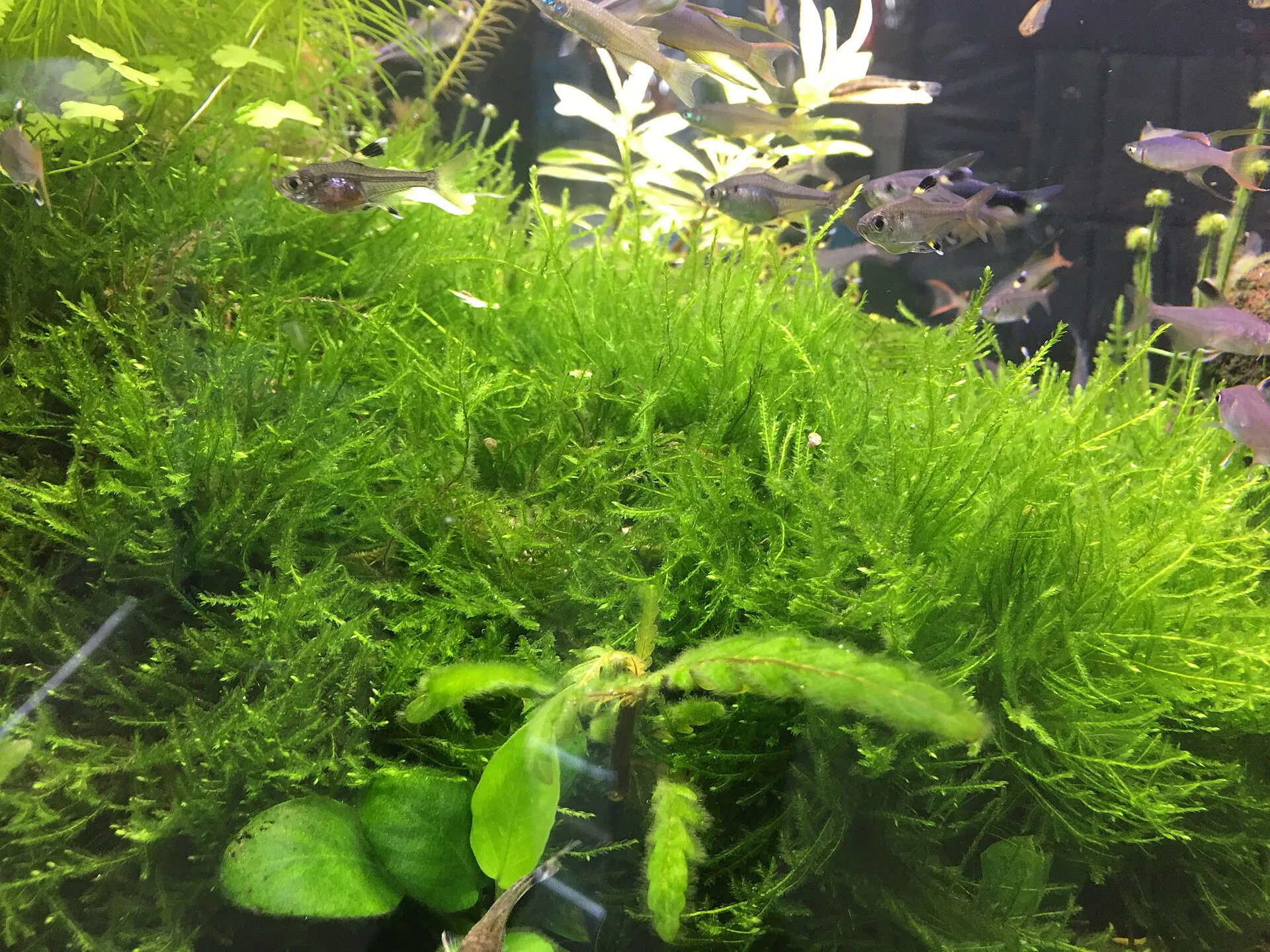 Healthy aquarium scene after stable cycling