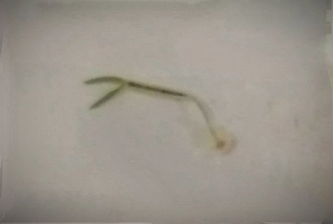Anchor Worms on Aquarium Fish