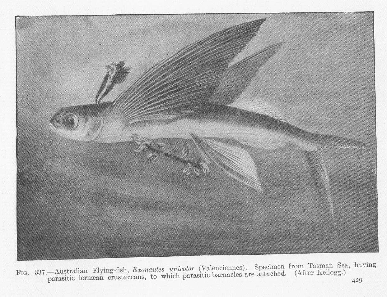 Anchor Worms on Aquarium Fish