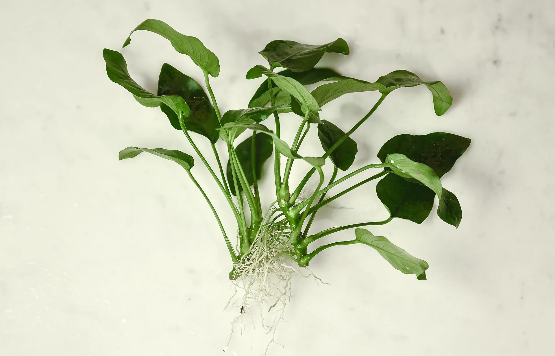 Anubias Nana (Anubias barteri var. nana)