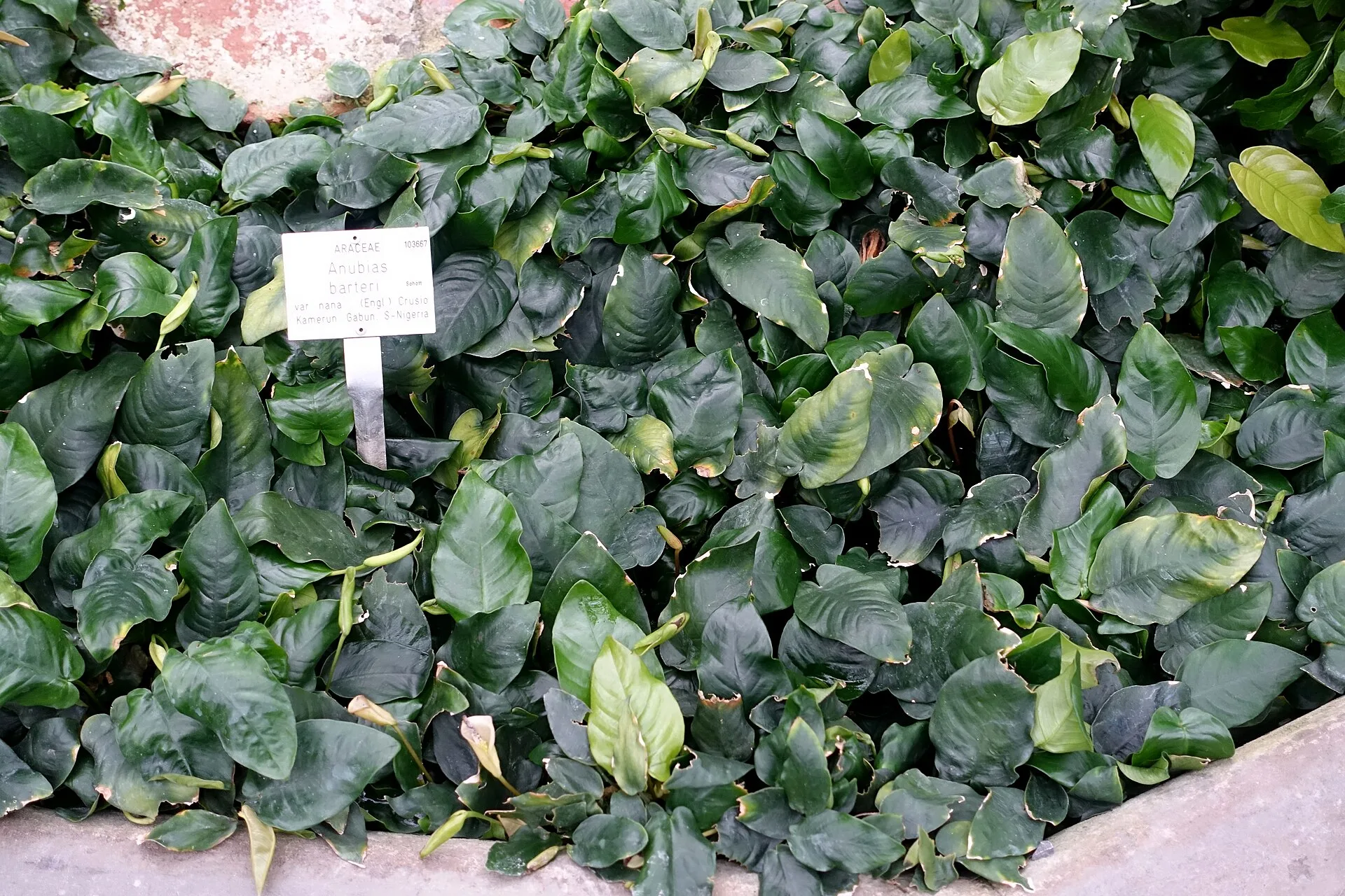 Anubias Nana aquarium plant