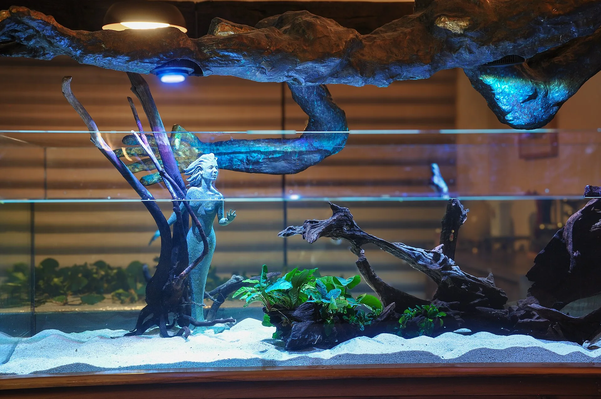 Anubias Nana growing in a planted tank