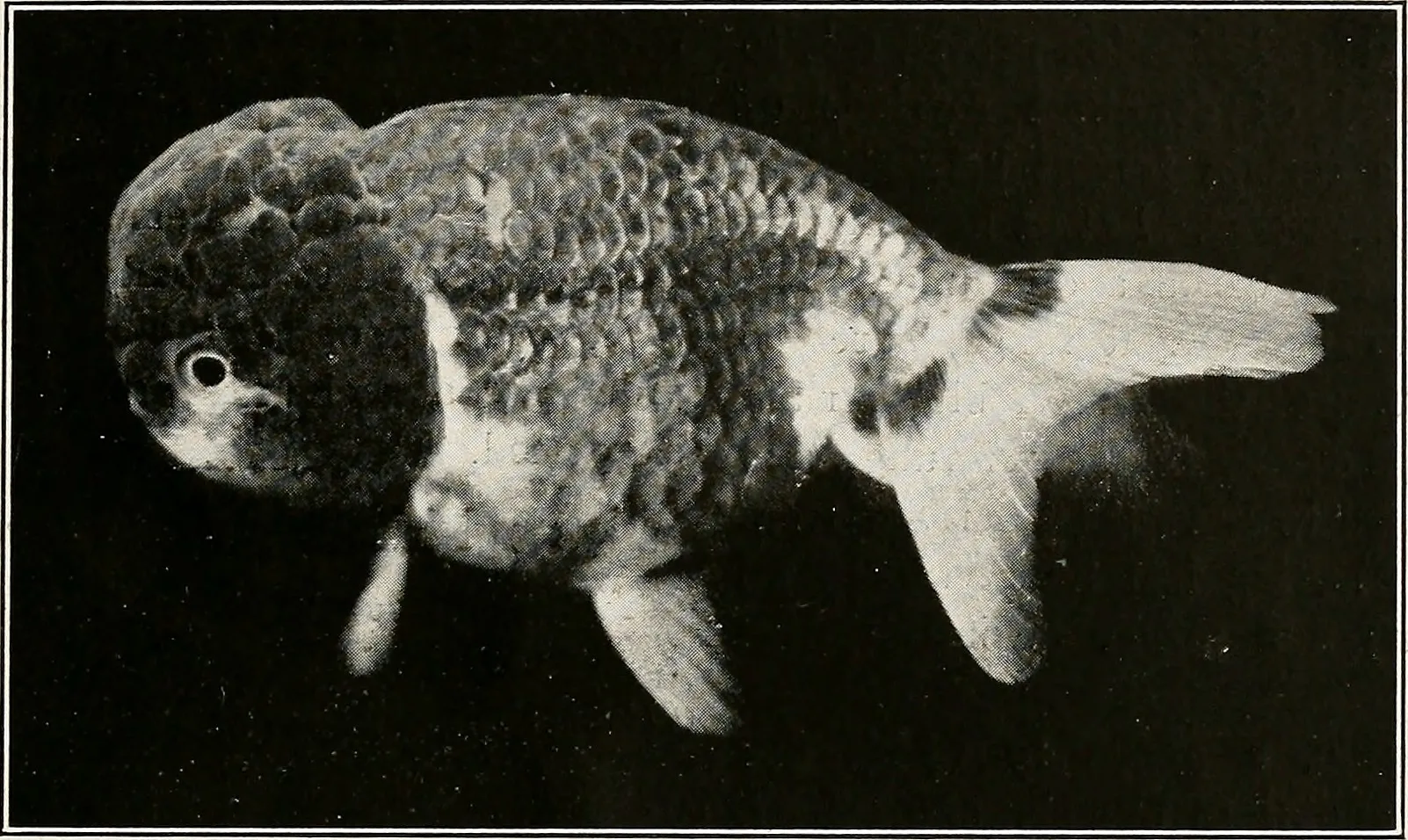 Aquarium Photography Tips
