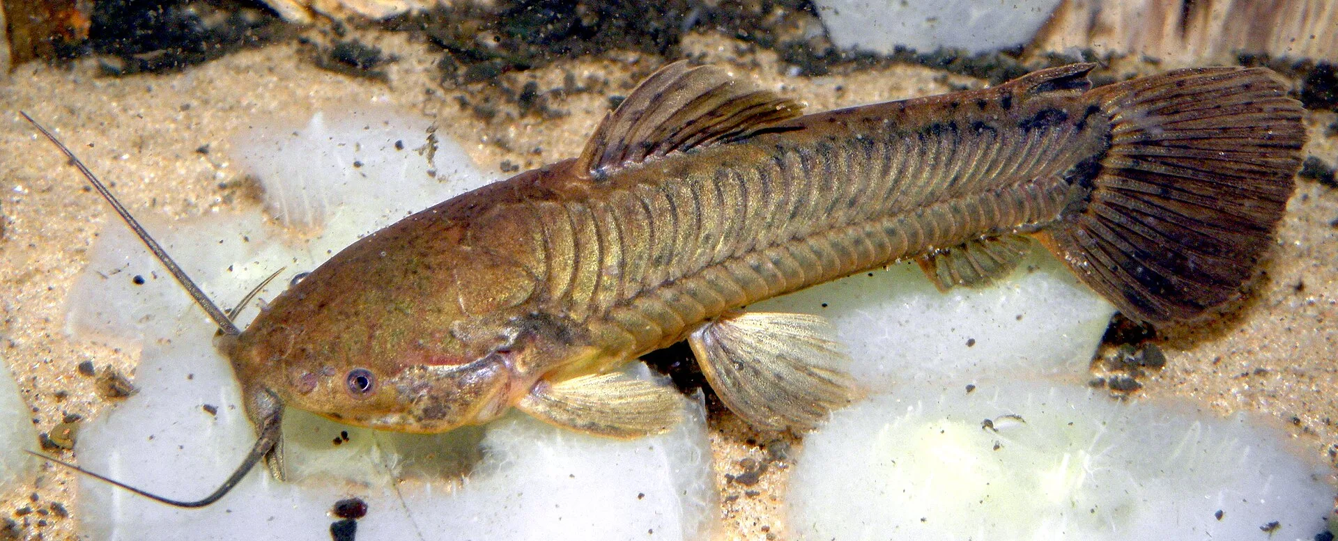 Armored Catfish aquarium photo