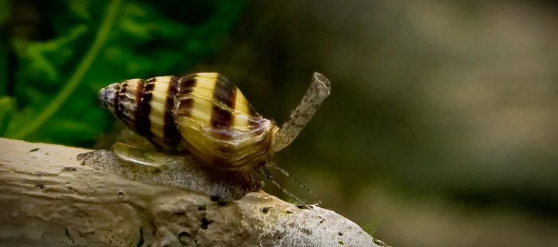 Assassin Snail in aquarium