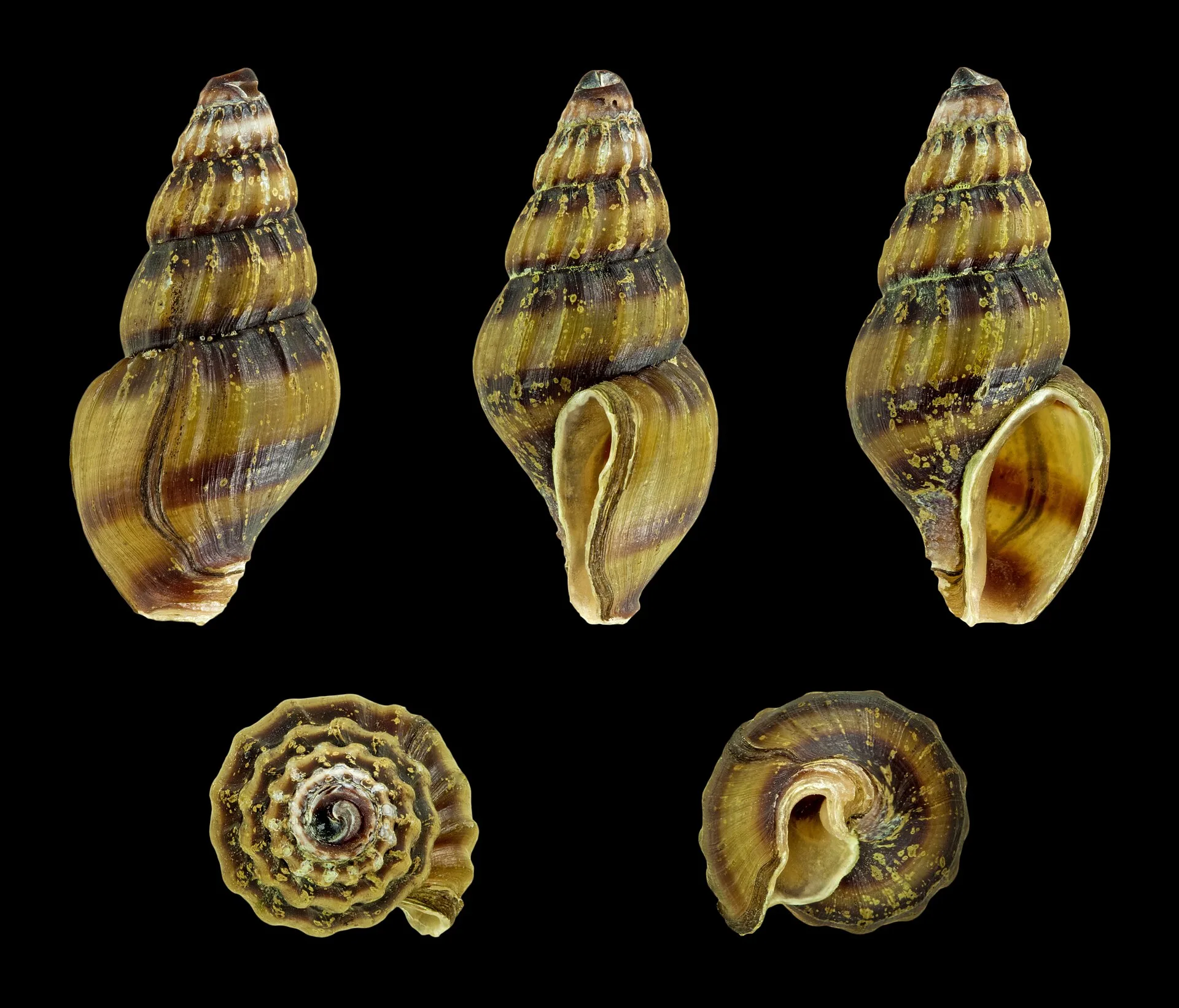 Assassin Snail (Anentome helena)
